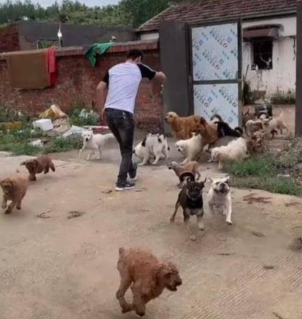 爆料救助流浪狗视频播放,救助流浪狗视频引关注，爱心传递温暖人间